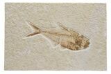 Fossil Fish (Diplomystus) - Green River Formation #224652-1